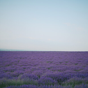 紫色薰衣草花海美景