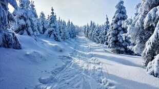 冬日雪林小道美景