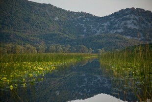 山间静美河道绿意盎然