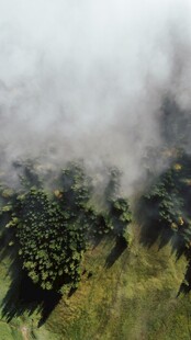山间晨雾中的绿植景观