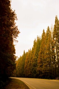 秋日林间蜿蜒公路美景