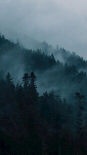 雾中森林景观