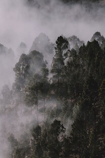 云雾缭绕的茂密山林
