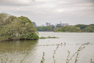 湿地公园 湖水  