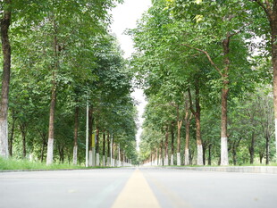 公路 香樟树 林荫道 行道树
