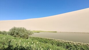 沙漠边缘的绿意生机