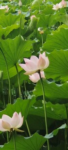 夏日荷塘中的粉嫩荷花
