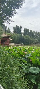 荷塘边的中式凉亭美景