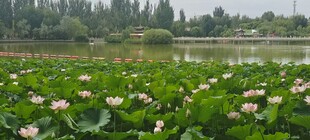 荷塘美景