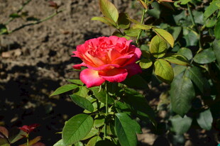 月季花 