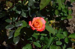 月季花  