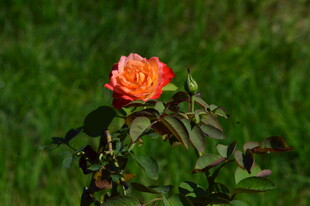月季花 