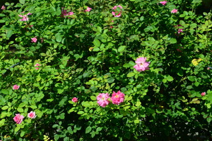 月季花  
