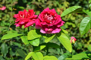 月季花  