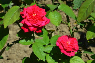 月季花  