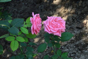 月季花 