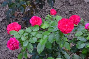 月季花 
