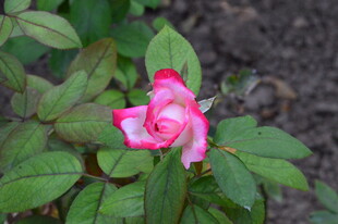 月季花  