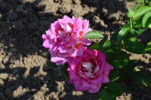月季花  