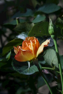 月季花  