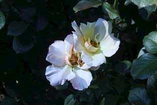 月季花 