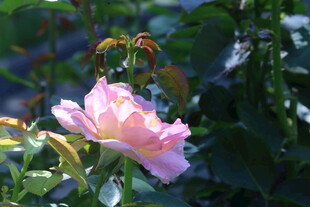 月季花  