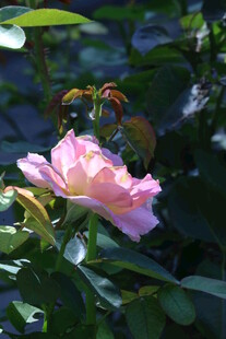 月季花  
