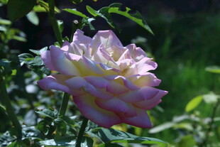月季花 