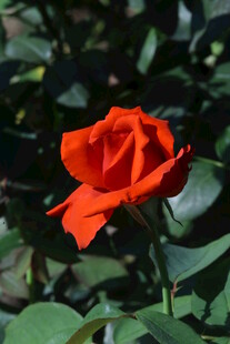 月季花  