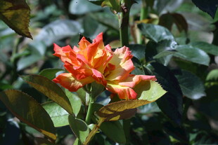 月季花  