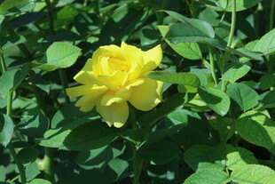 月季花  
