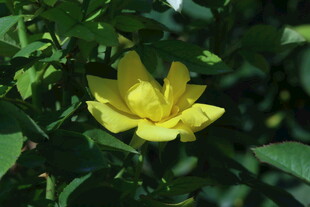月季花  