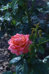 月季花  