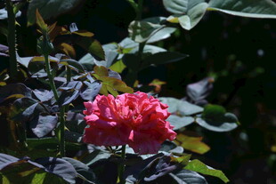 月季花 