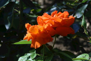 月季花 