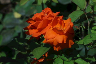 月季花 