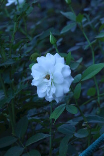 月季花  