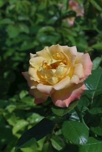 月季花 
