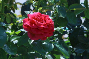 月季花  
