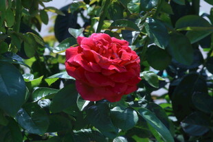 月季花  