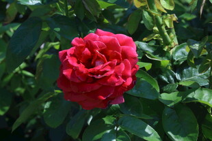 月季花  