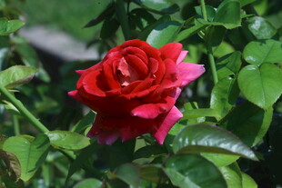 月季花 