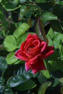 月季花 
