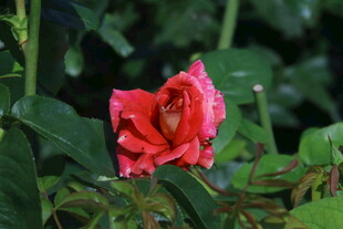 月季花 