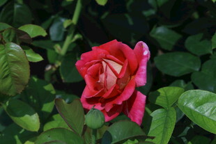 月季花 