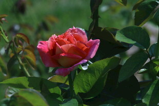 月季花  