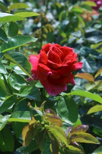 月季花  