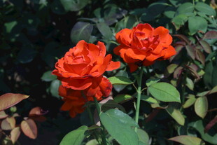 月季花 