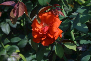 月季花 