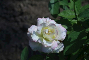 月季花  